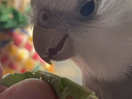 RICO LIKES DANDELION!!