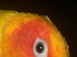 June getting pin feathers hehe