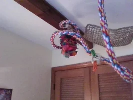 DIY Parrot Enrichment Ideas!