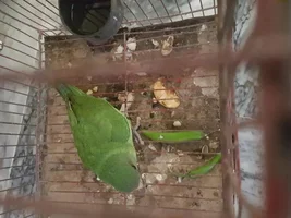 What breed is my parrot?