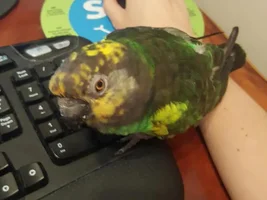 What kind of bird am I?