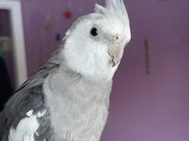 Parrot Runway!