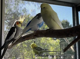Hannah's little Parrots thread 🦜