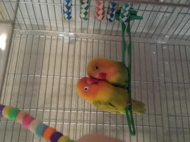 Lovebird species help