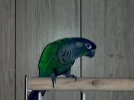 Pictures of my Green Cheeck