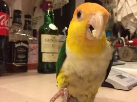Tonka