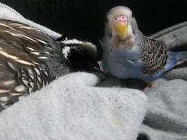 Please read. Dangerous bird swing