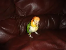 new baby caique