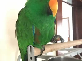 Introducing Marley - and a few questions!