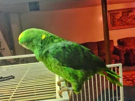 panama or yellow naped?