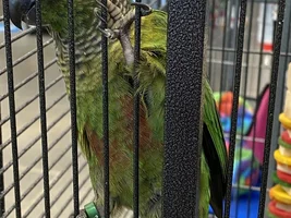 Introducing Skittles!