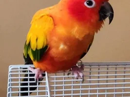My Son Passed Yesterday