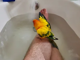 Sun Conure age difference