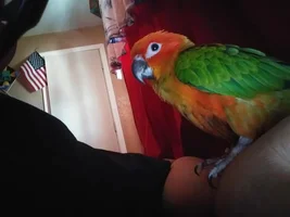 Hi, I'm new and I need help.