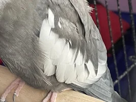 Is my cockatiel Plucking?