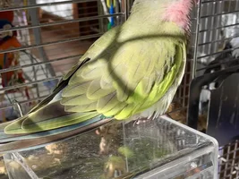 Introducing The New Adventures Of Princess Peach!! 💝