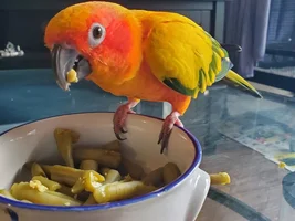 Phoenix is a year old
