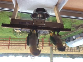 boarding parrots uk