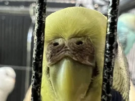My budgie, Chicken Noodle Soup