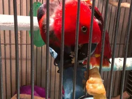 Eclectus Pair to a good home