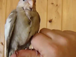 How old does this bird look? needing some help...