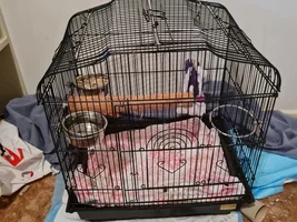 Molting or plucking