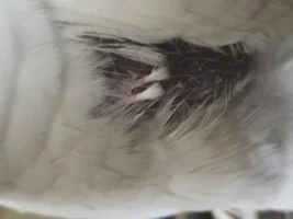Is my cockatoo plucking?