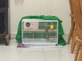 Experience raising 2 lovebird babys as a beginner with ParrotForums