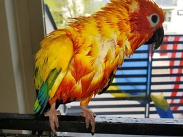 Wet birdies!
