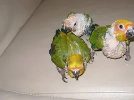 Hand feeding a sun conure