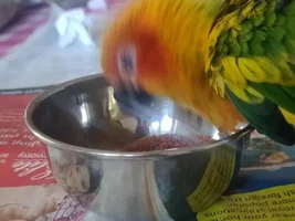Amount of pellets to be eaten