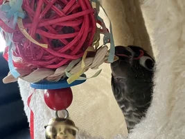 My green cheek conure keeps biting me out of curiosity during step up training, any advice? (First time bird owner)