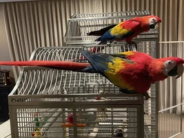 Scottie and Louie got a new toy!