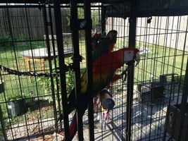 My Hyacinth, Scarlet, and Catalina Macaws. :]
