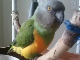 What kind of Parrot is this?