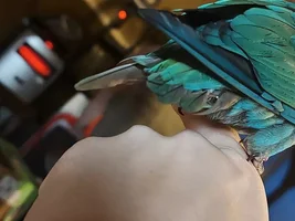 You g green cheek self trimmed new tail feathers ??