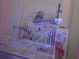I need advice for my Quaker Parrot! Please Reply!