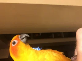 Beak clicking