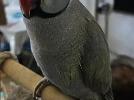 Indian Ringneck Parrot bleeding from his cheek (right side of his face). Vet said nothing's wrong.
