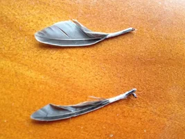 Need help with baby lovebirds