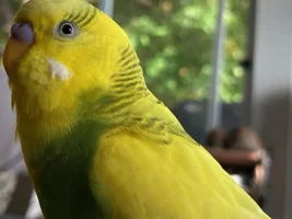 Is my budgie a boy or a girl?