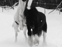 My amazing new horse!
