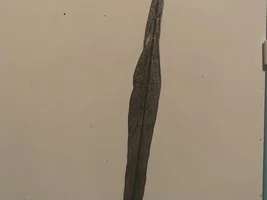 Plucked/Lost tail feather