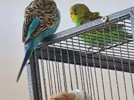 2 Budgies and a Tiel