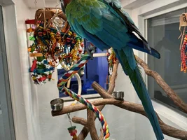 Camelina Macaw