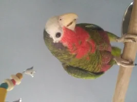 My sweet Venus