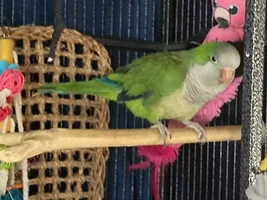 Help with perch’s