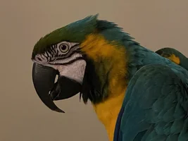 Blue & gold beak length