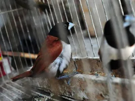A photojournalist seeks help with bird identification