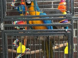 New B&G Macaw